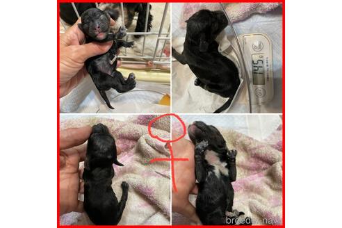 成約済の千葉県のミックス犬-157462の11枚目